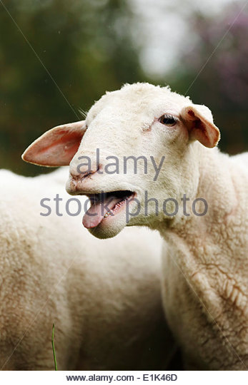 Bleating Sheep Stock Photos & Bleating Sheep Stock Images.