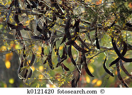 Locust bean Images and Stock Photos. 81 locust bean photography.