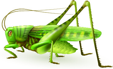 Locust free vector download (9 Free vector) for commercial use.