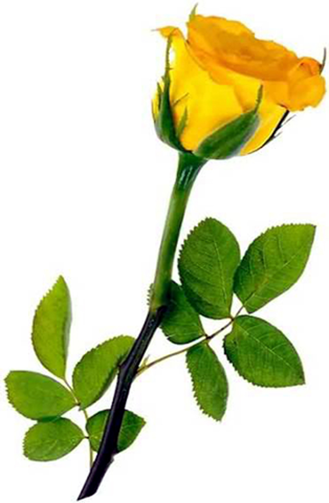 Free Yellow Rose Art, Download Free Clip Art, Free Clip Art.