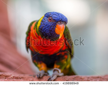 rainbow Lory" Stock Photos, Royalty.