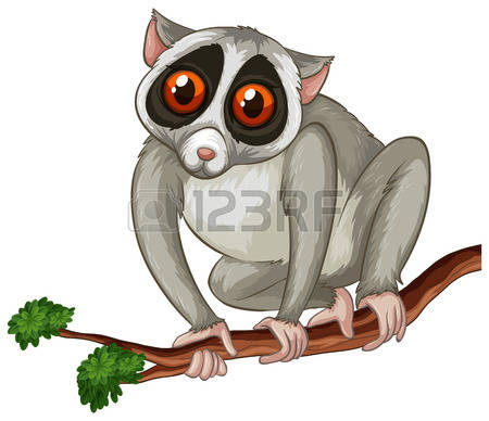 57 Loris Stock Vector Illustration And Royalty Free Loris Clipart.