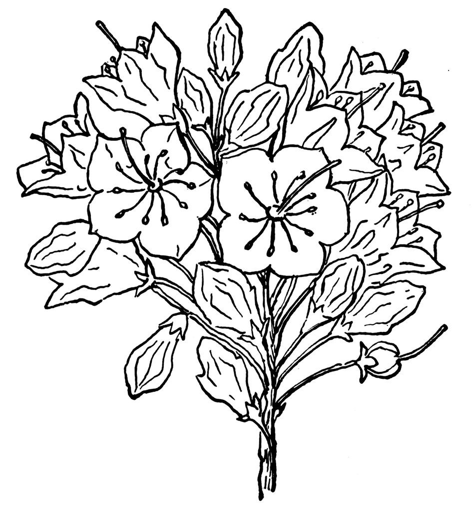 Mountain Laurel Clipart.