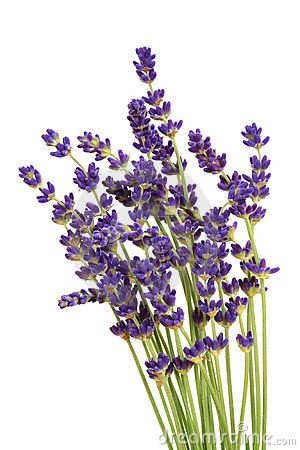 Find Out What Are the Top 7 Lavender Oil Benefits on Your.