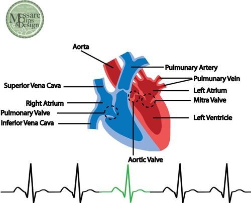 Vector and Human Heart Clipart Labeled 4233 Favorite ClipartFan.com.