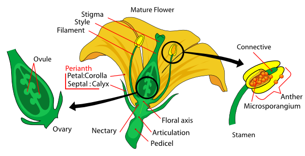 Flower Diagram Labelled.