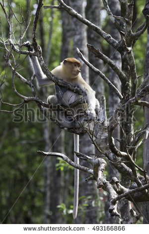 Labuk Bay Stock Photos, Royalty.