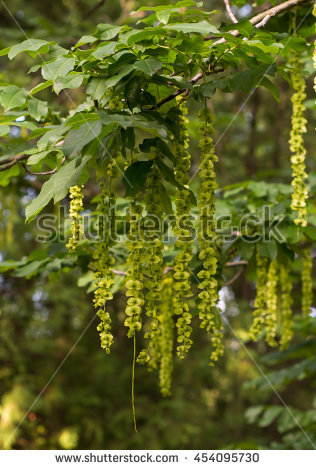 Laburnum Anagyroides Stock Photos, Royalty.