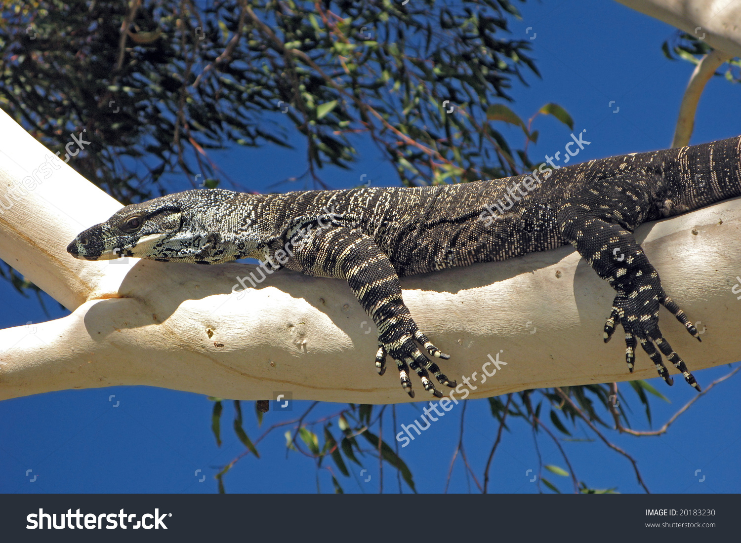 Lace Goanna Varanus Varius Lace Monitor Stock Photo 20183230.