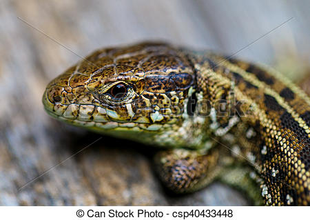 Stock Photo of The brown viviparous lizard Lacerta agilis. Macro.