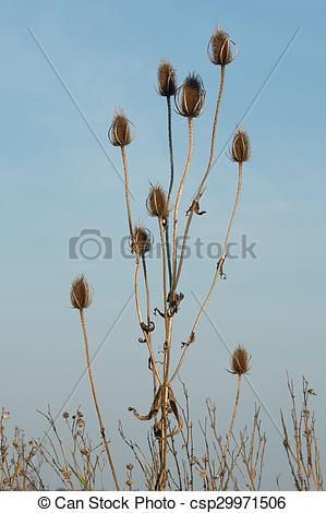 A dipsacus, laciniatus.