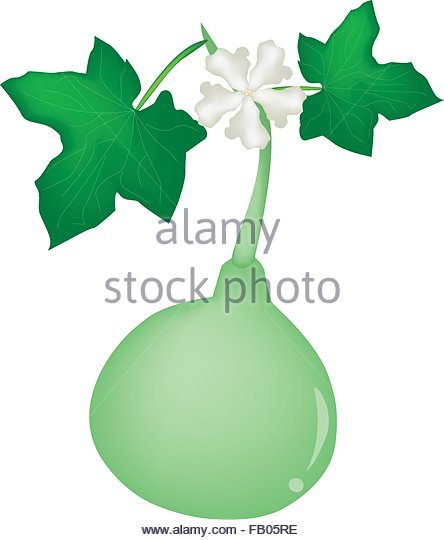 White Flower Gourd Lagenaria Siceraria Stock Photos & White Flower.