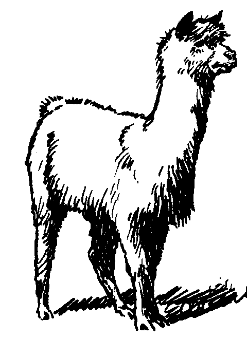 Image clipart lama.