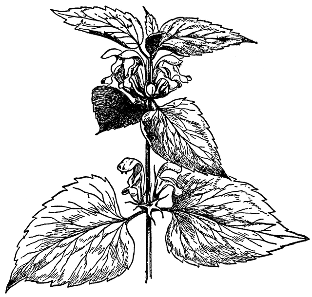 Lamium Album.