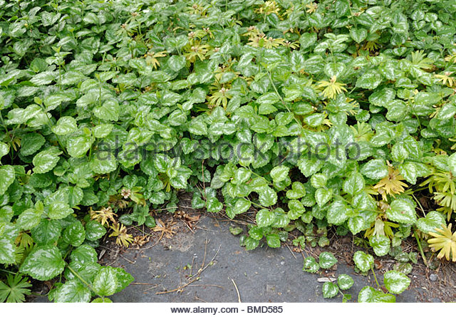 Yellow Dead Nettle Lamium Galeobdolon Stock Photos & Yellow Dead.