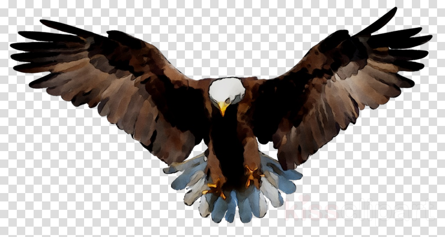 Eagle Drawing clipart.