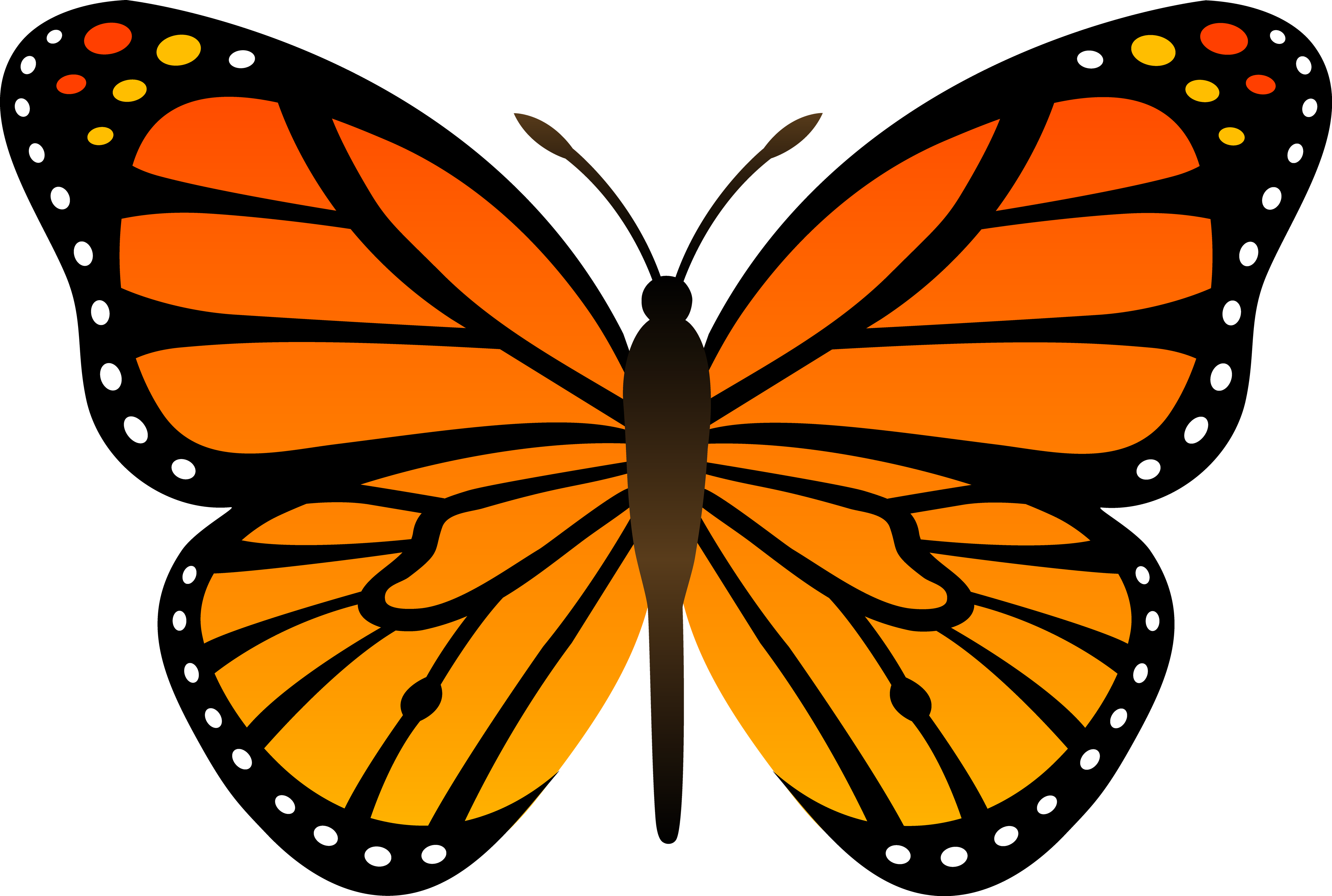 Butterfly clipart png.