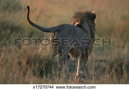 Stock Photo of Lion (Panthera leo) standing, rear view, Masai Mara.