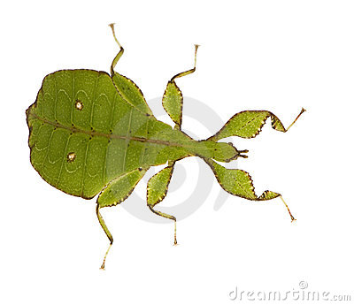 Leaf bug clipart.