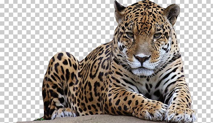 Leopard PNG, Clipart, Leopard Free PNG Download.