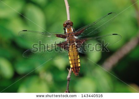 Libellula Depressa Stock Photos, Images, & Pictures.