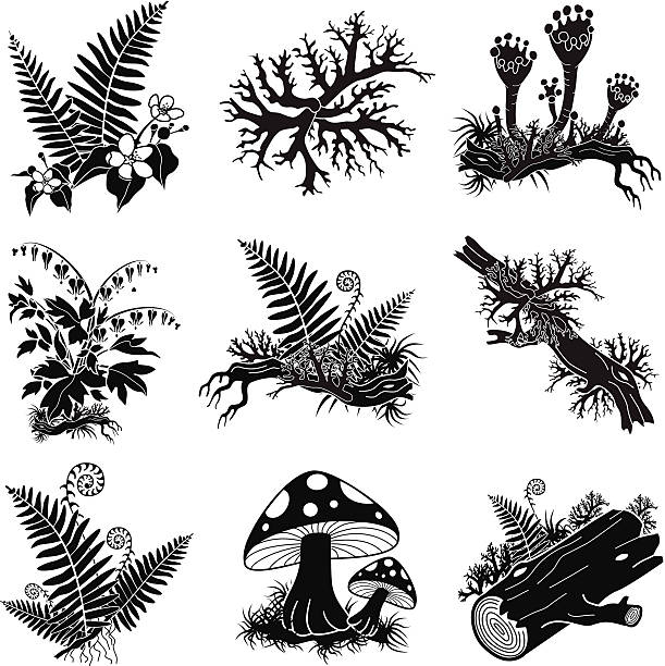 Thallus Clip Art, Vector Images & Illustrations.