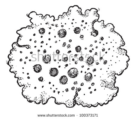 Lichens Stock Vectors, Images & Vector Art.