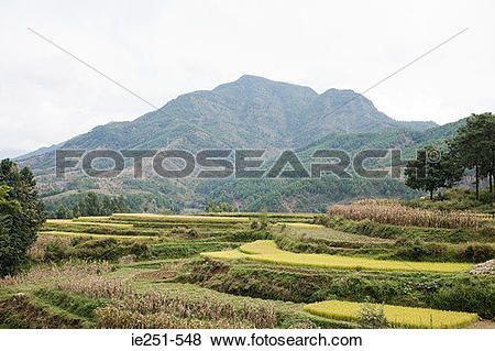 Pictures of Rice terraces lijiang china ie251.