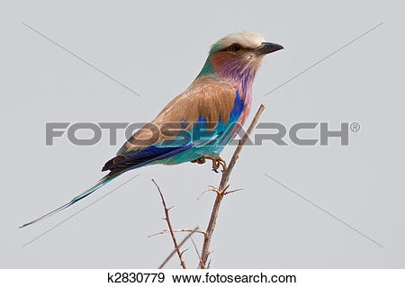 Stock Photograph of Portrait of a lilac breasted roller in.