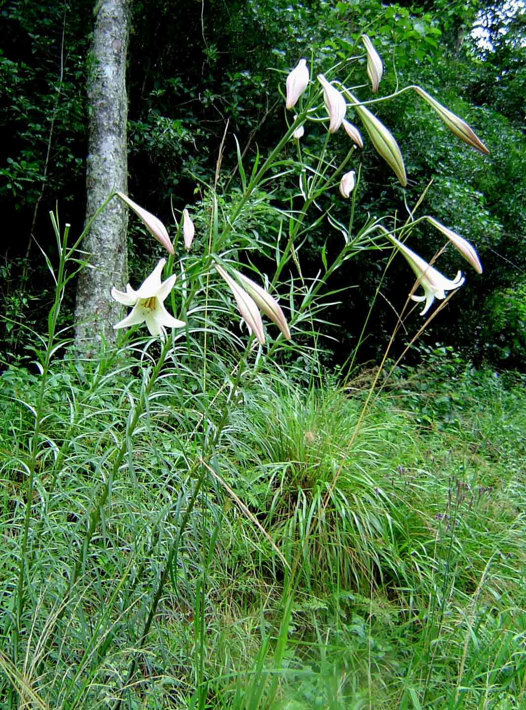 Lilium Formosanum.