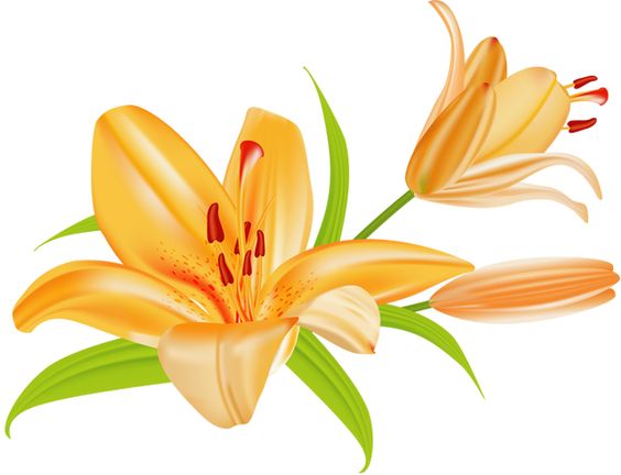 Lilies Clipart.