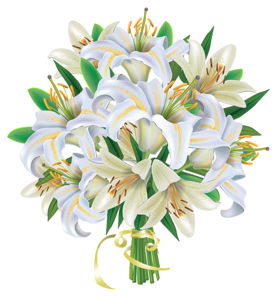 Tulip PNG image.