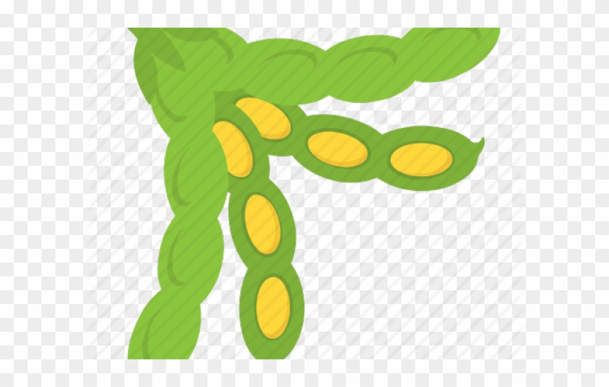 Lima Beans Clipart Green Food.