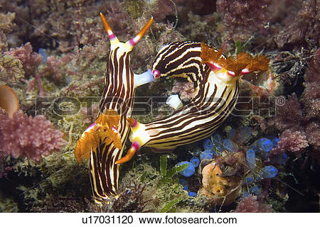 Stock Photography of slug, nembrotha, sea, nudibranch, lineolata.