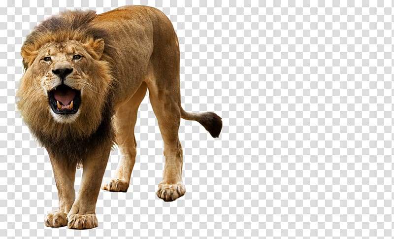 Brown lion, Lion Roar , Roar, Angry Lion transparent.