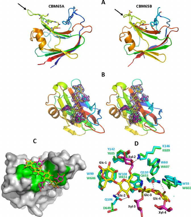 Structure of CBM65A. Panel A depicts CBM65A and CBM65B as a.