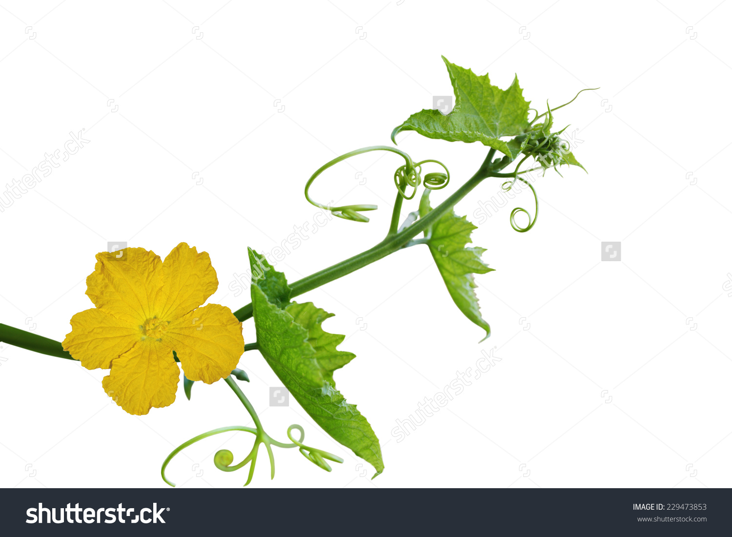 Loofah Luffa Flower Leaf Isolated On Stock Photo 229473853.