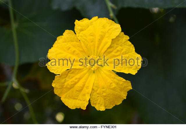 Luffa Stock Photos & Luffa Stock Images.