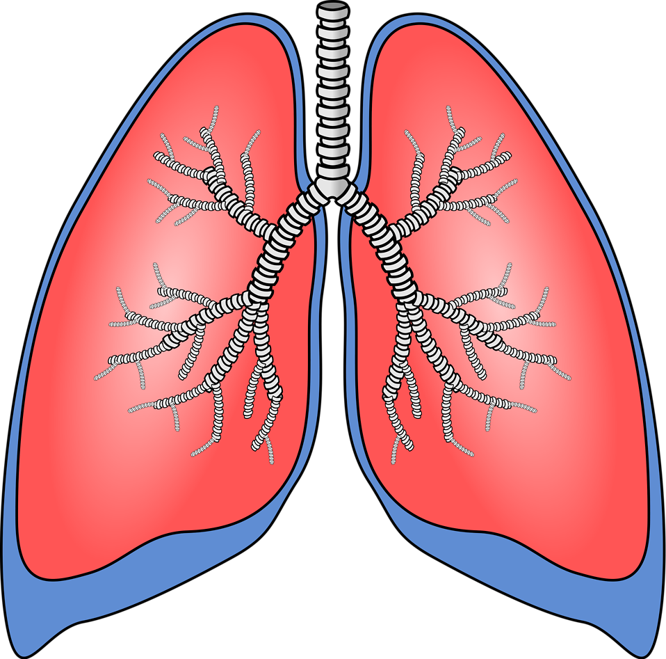 Clipart Lungs.