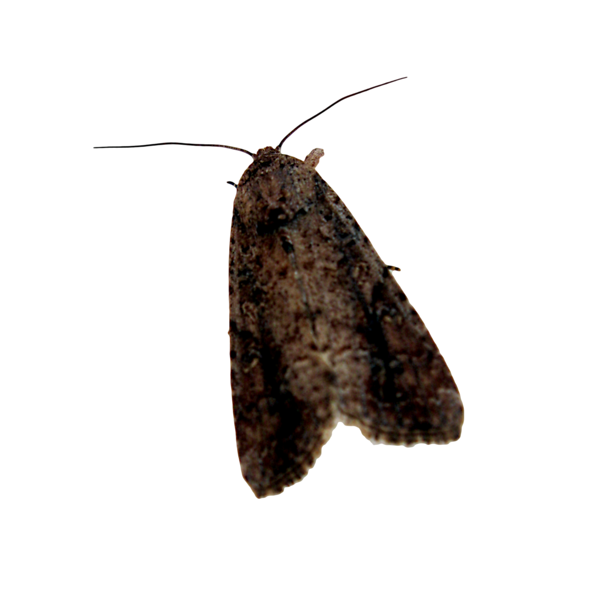 Moth PNG Images Transparent Free Download.