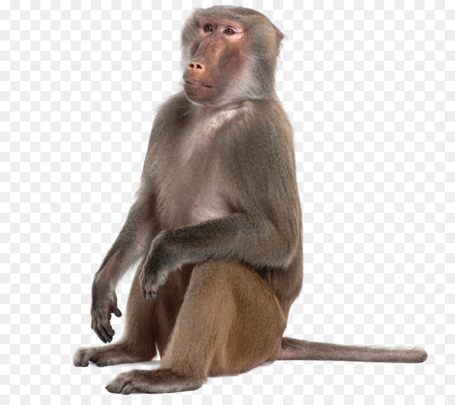 Free Monkey Png Transparent, Download Free Clip Art, Free.