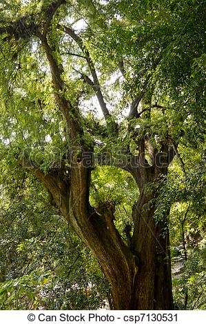 Stock Photography of Montezuma Cypress Tree.