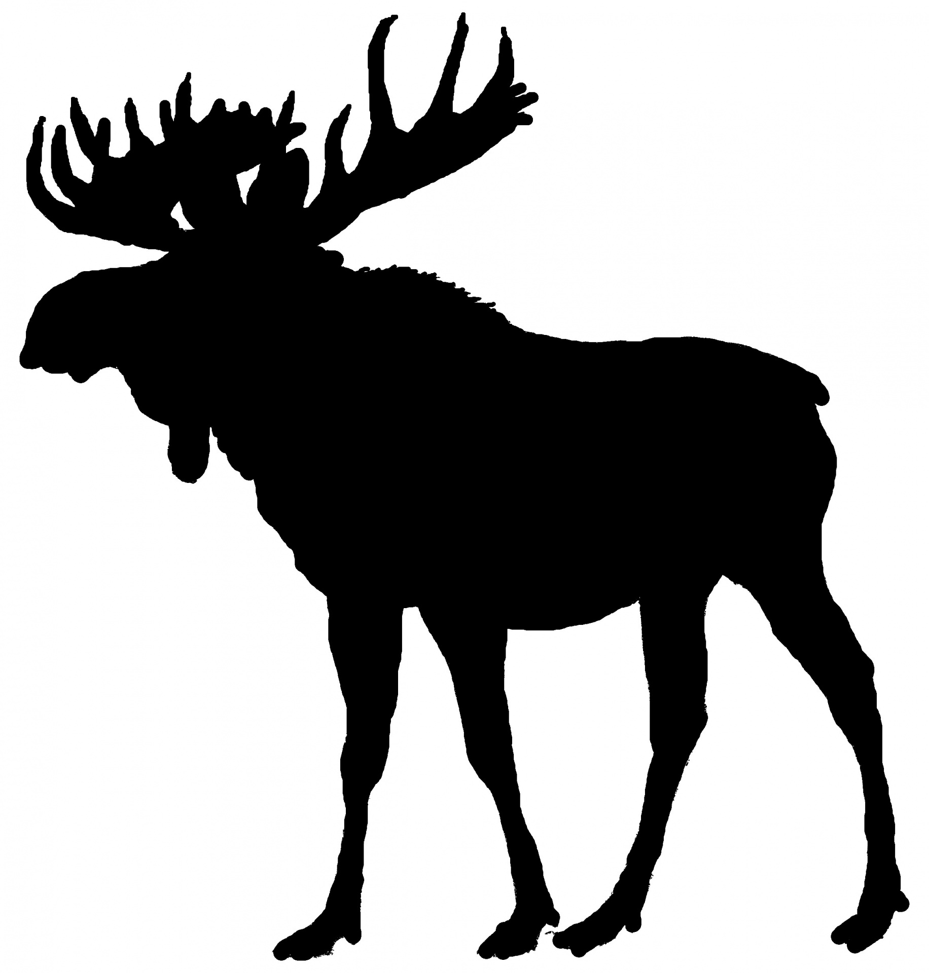 Moose clipart moose outline, Moose moose outline Transparent.