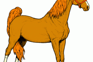 Morgan horse clipart » Clipart Portal.