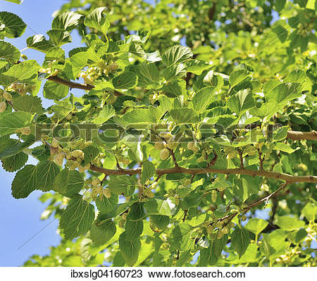 Stock Photo of Weisse Maulbeere (Morus alba), Ast mit reifen.