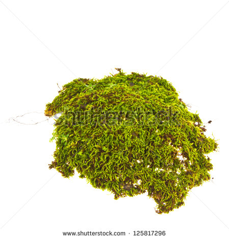 Moss Clipart Free.