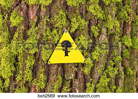 Stock Photograph of Ski trail marker on moss covered tree, Sequoia.