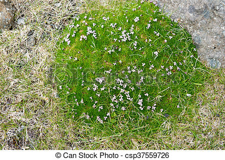 Stock Photo of Moss Campion, Silene acaulis blooming on the Faroe.