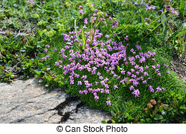 Stock Image of Moss campion (Silene acaulis).