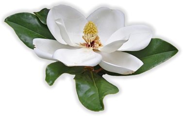 Magnolia Blossom Clipart.